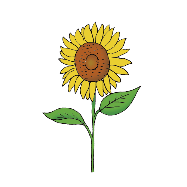 himawari sunflower illustration